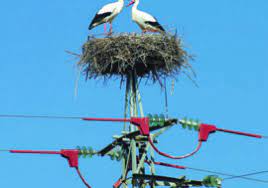 Algérie - SADEG D’EL TARF: Une entreprise protège aussi les cigognes