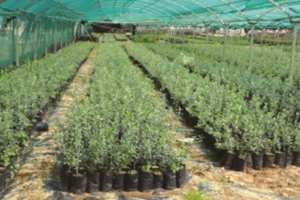 El Aouana (Jijel) - ELLE PRODUISAIT 15.000 PLANTS D’OLIVIER PAR ANNÉE: La pépinière de Kissir à l’arrêt