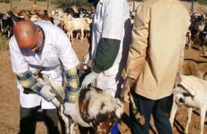 Algérie - RÉAPPARITION DE LA BRUCELLOSE HUMAINE: La politique sanitaire du département de l’agriculture pointée du doigt