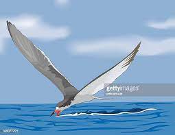 Planète - France/Europe: Deux îles bretonnes interdites au public cet été pour protéger les oiseaux