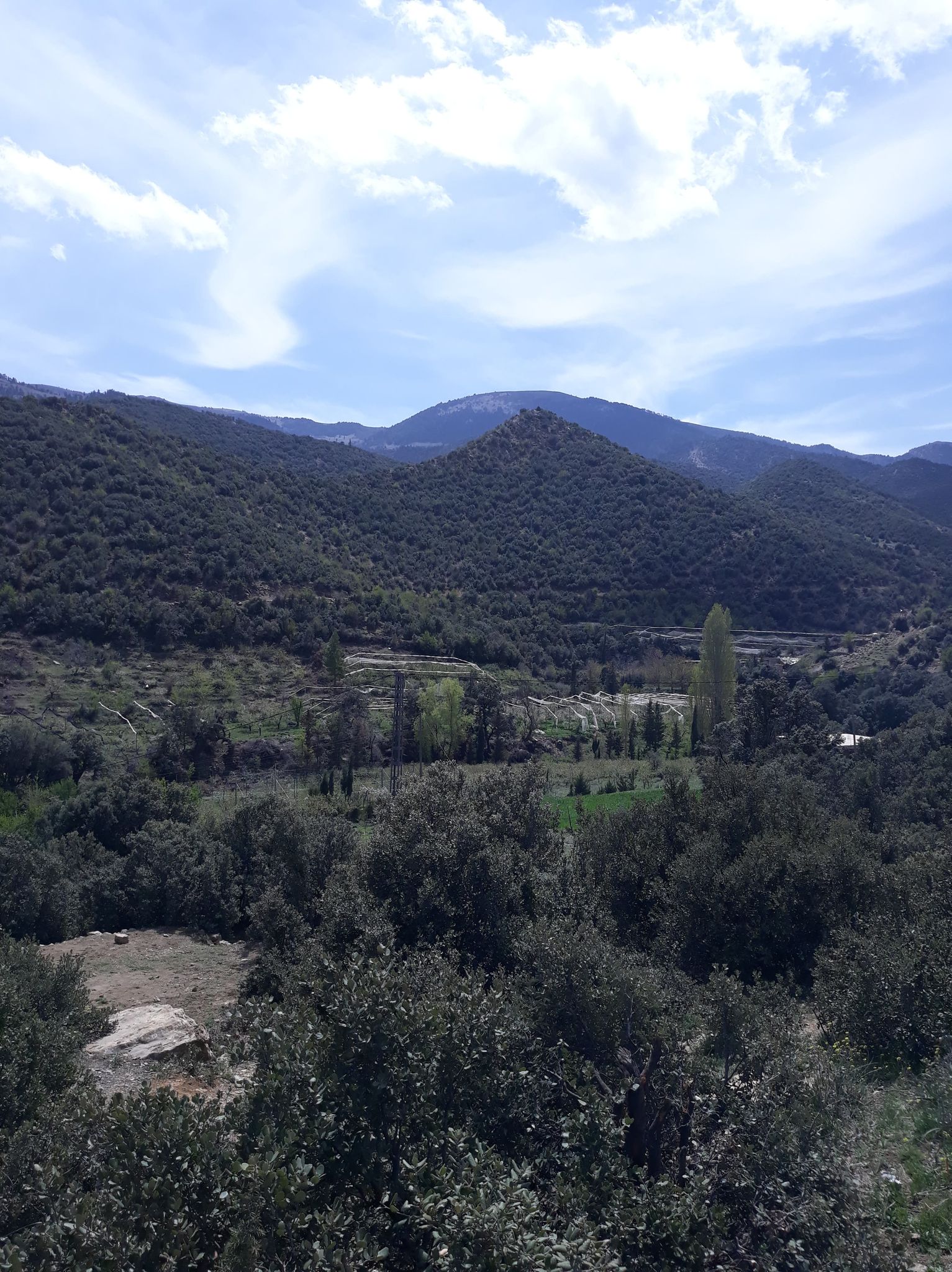 الكانطينة في فصل الربيع انها عروس جبل شليا.