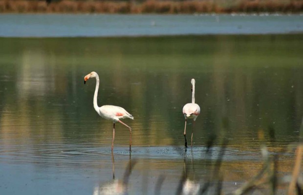 Algérie - Afin de booster le tourisme local: 120 représentants d’agences de voyages à El-Tarf