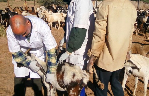 Algérie - RÉAPPARITION DE LA BRUCELLOSE HUMAINE: La politique sanitaire du département de l’agriculture pointée du doigt