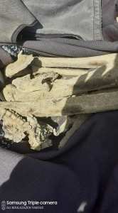 العثورعلى قبر للشهيدين يعود الى 1958 .