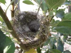 أعاجيب أعشاش الطيور