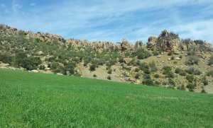 الطبيعة في فصل الربيع بيابوس.