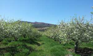 الطبيعة في فصل الربيع بيابوس.