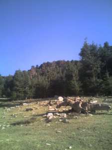 شليا وشجرة الارز.