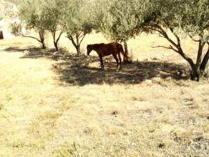 الطبيعة في فصل الربيع بيابوس.