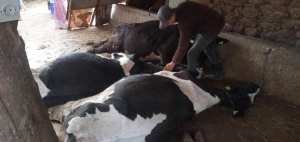 موال من مغنية في تلمسان يفقد قطيع من الأبقار الحلوب بقيمة 400 مليون سنتيم