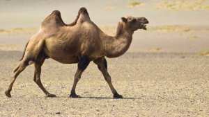 Planète (Asie) - Un chameau meurt après avoir avalé 2.000 sacs plastiques à Dubaï