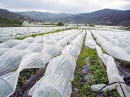 Algérie - Culture de la fraise à Jijel: Une production prévisionnelle de 195.000 quintaux