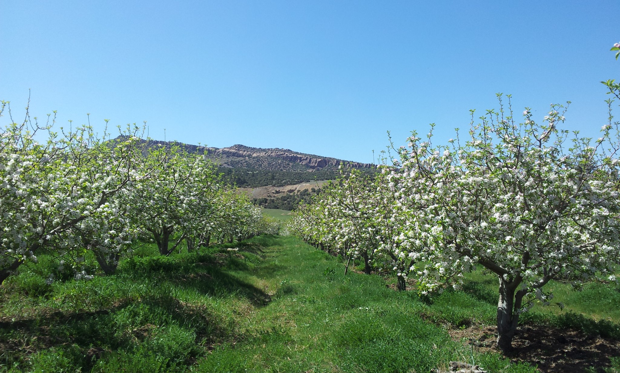 الطبيعة في فصل الربيع بيابوس.