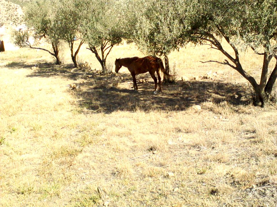 الطبيعة في فصل الربيع بيابوس.