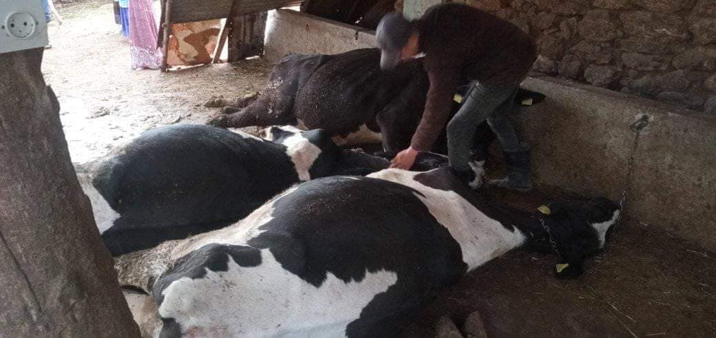 موال من مغنية في تلمسان يفقد قطيع من الأبقار الحلوب بقيمة 400 مليون سنتيم