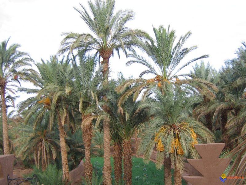 Ouargla - Oasis urbaine de Ouargla: Des jardins familiaux pour sauver l’ancienne palmeraie