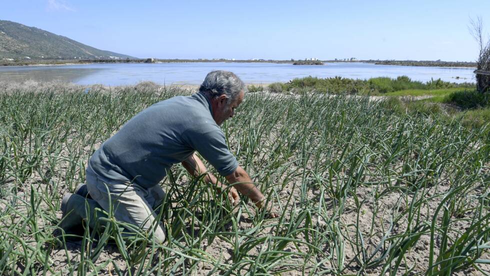 Planète (Afrique) - Pour contrer la pénurie d'eau en Tunisie, un système unique de culture sur sable
