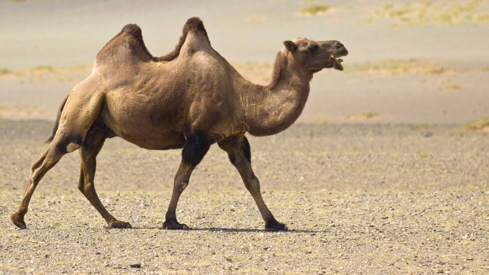 Planète (Asie) - Un chameau meurt après avoir avalé 2.000 sacs plastiques à Dubaï