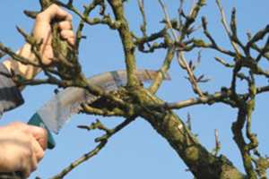 COMMUNE DE BOUTALEB (Sétif) - Élagage anarchique des arbres