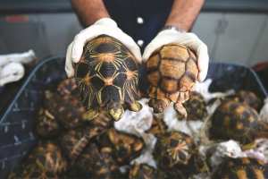 Planète (France/Europe) - UN ALGÉRIEN CONDAMNÉ PAR LE TRIBUNAL DE MARSEILLE À UNE FORTE AMENDE: Il transportait des tortues à bord du navire “El-Djazaïr II”