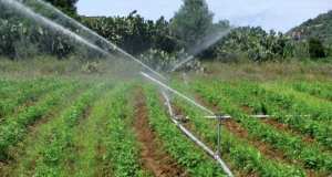 Algérie - AGRICULTURE À M’SILA: Extension des superficies irriguées au goutte-à-goutte