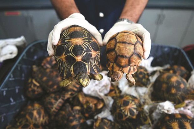 Planète (France/Europe) - UN ALGÉRIEN CONDAMNÉ PAR LE TRIBUNAL DE MARSEILLE À UNE FORTE AMENDE: Il transportait des tortues à bord du navire “El-Djazaïr II”