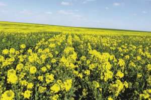 Algérie - INTRODUCTION DU COLZA À SIDI BEL-ABBÈS: Le développement de la culture oléagineuse en point de mire