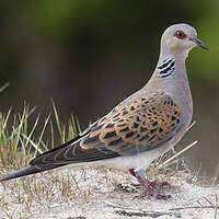 Constantine - La tourterelle des bois revient à Djenane Dardar Qacentina