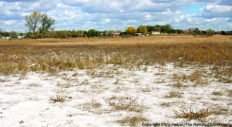 Algérie - Agriculture au sud: La salinité menace les sols