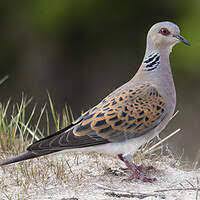 Constantine - La tourterelle des bois revient à Djenane Dardar Qacentina