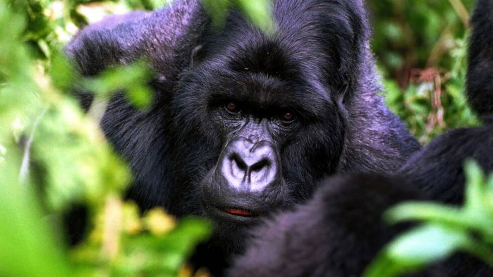 Planète - Quels sont les animaux les plus menacés par les conflits dans le monde ?