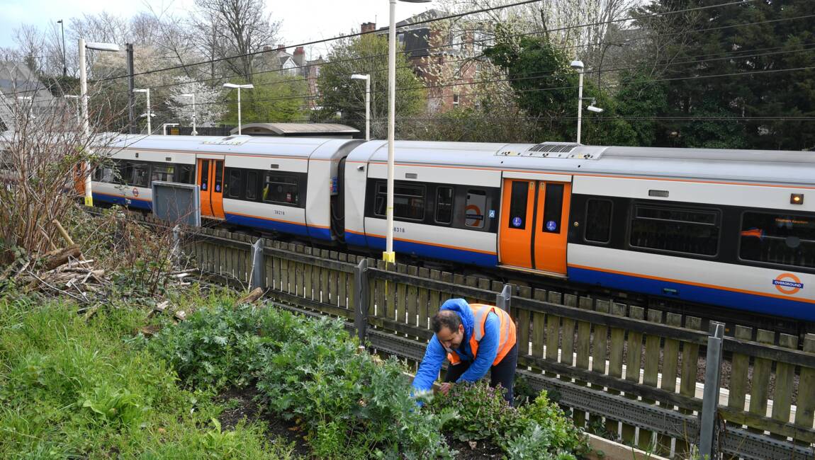 Planète (Angleterre/Europe) - Energy Garden: des jardins communautaires fleurissent dans le métro londonien