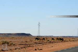 Le dromadaire en Algérie