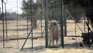 Planète (Afrique) - L'Afrique du Sud va interdire l'élevage de lions en captivité pour la chasse