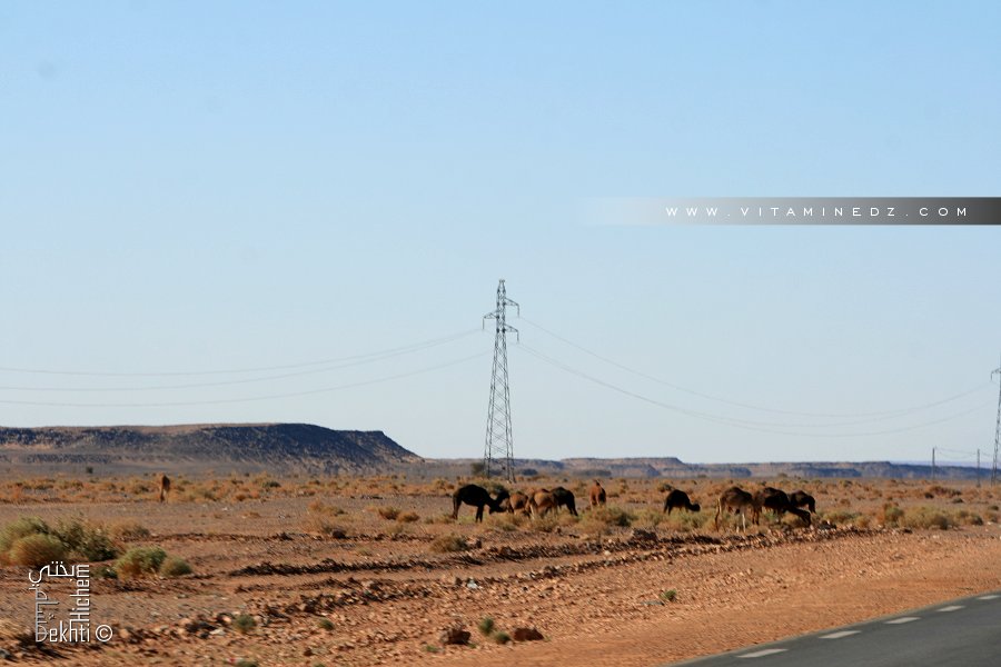 Le dromadaire en Algérie