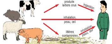 Algérie - Alerte à la brucellose à Constantine: Quatre foyers détectés et sept hospitalisations