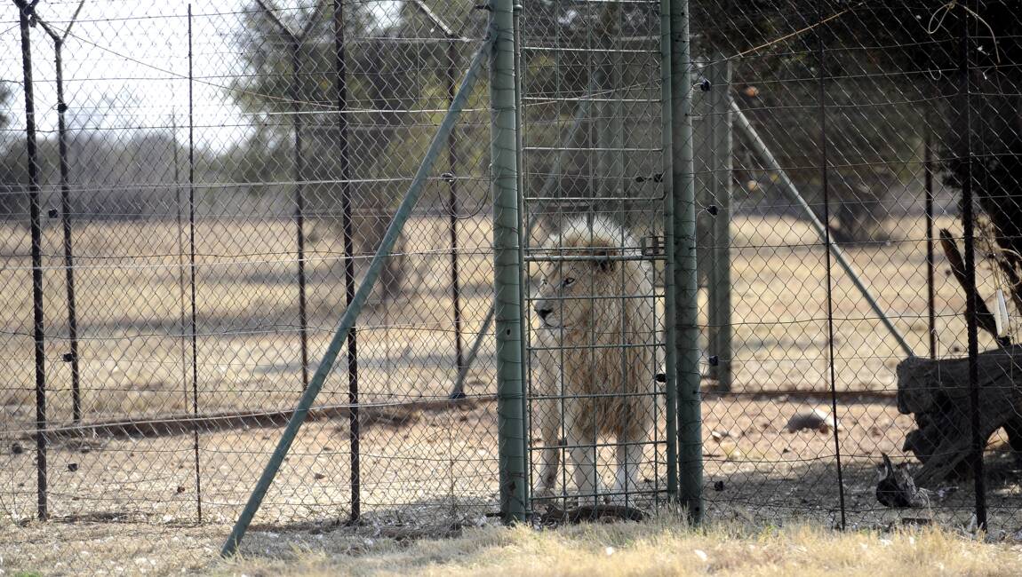 Planète (Afrique) - L'Afrique du Sud va interdire l'élevage de lions en captivité pour la chasse
