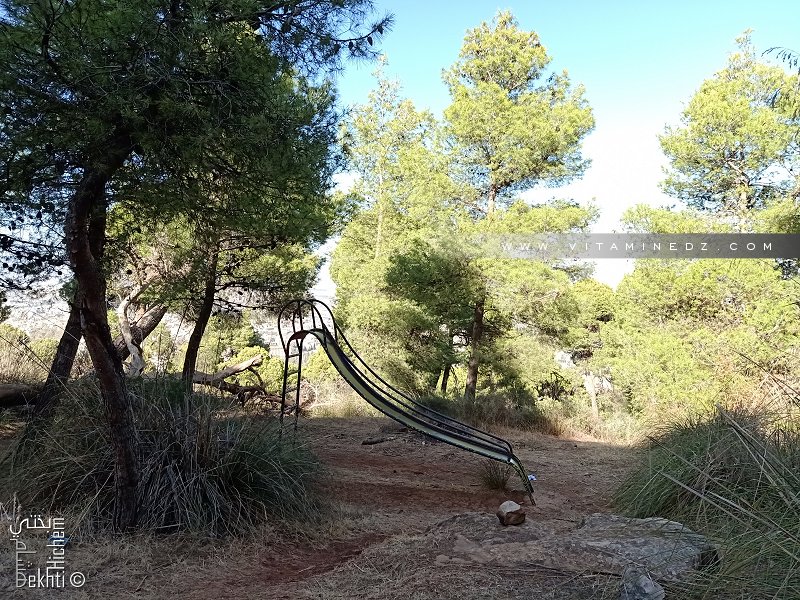 تلمسان فتح 3 غابات جديدة للنزهة في جوان