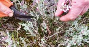 Algérie - DES CITOYENS DÉNONCENT LE RISQUE DE MISE À MORT DE CETTE PLANTE: Cueillette sauvage et prématurée de thym à Sétif