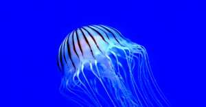 Jijel : l’apparition de la « méduse mortelle » confirmée