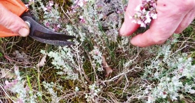 Algérie - DES CITOYENS DÉNONCENT LE RISQUE DE MISE À MORT DE CETTE PLANTE: Cueillette sauvage et prématurée de thym à Sétif