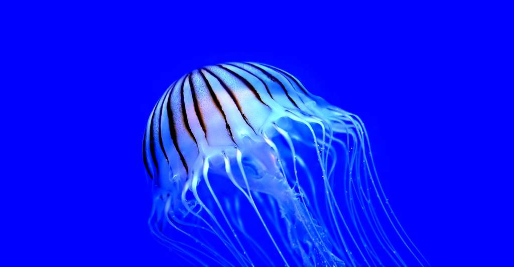 Jijel : l’apparition de la « méduse mortelle » confirmée