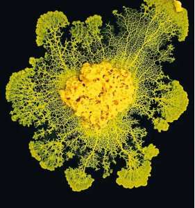 Qu'est-ce que le blob : un animal ou un végétal ?