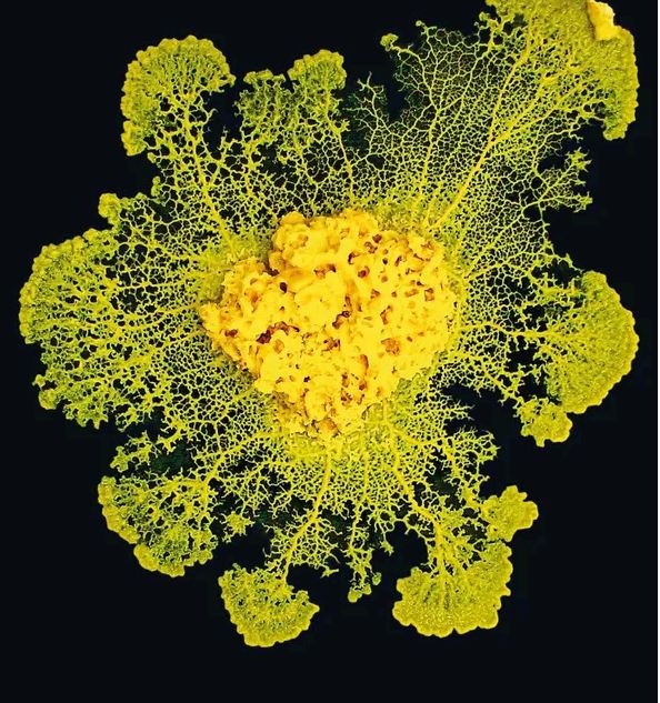 Qu'est-ce que le blob : un animal ou un végétal ?