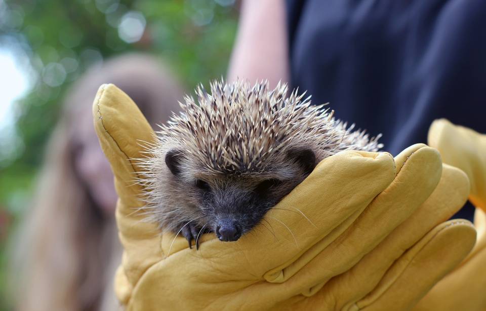 Planète (Océanie) - Nouvelle-Zélande: Le gouvernement veut tuer des hérissons, nuisibles pour les autres espèces