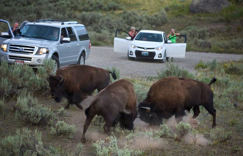 Planète (Amérique du Nord) - Etats-Unis: Plus de 45.000 volontaires pour une chasse aux bisons organisée dans le Grand Canyon