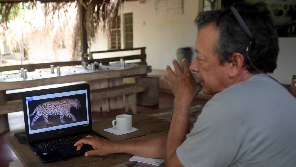 Planète (Amérique du Sud) - En Colombie, un éleveur de bétail a choisi de cohabiter avec les jaguars