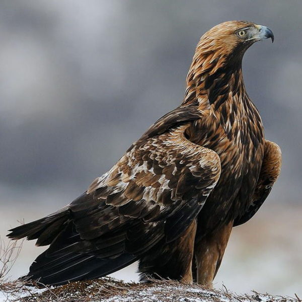 Algérie - ACTE DE VANDALISME AU PARC NATIONAL DE TLEMCEN: L’aigle royal: une espèce rare menacée !