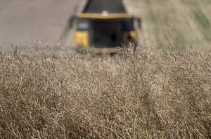 Algérie ( AÏN DEFLA) - Lancement de la campagne de récolte de colza