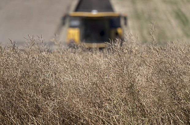 Algérie ( AÏN DEFLA) - Lancement de la campagne de récolte de colza